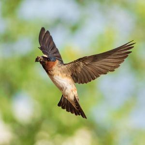 Swallows in flight