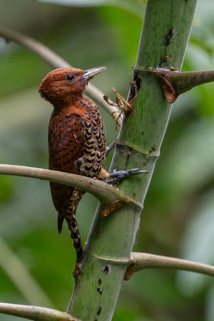 Carpinteros