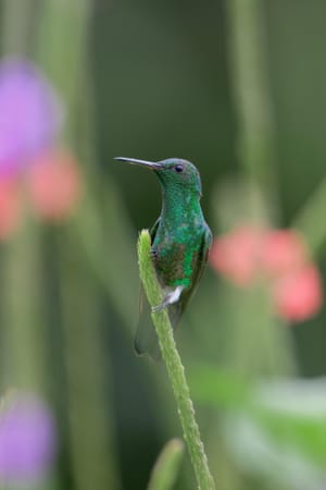 Costa Rica - June